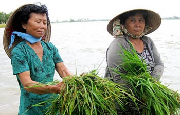 Flooding devastates rice crop in the Mekong Delta (Photo: SGGP)
